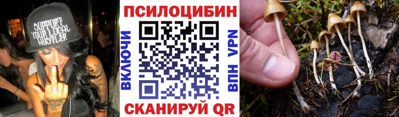 Купить где  Енисейск  Галлюциногенные грибы Psilocybe 
